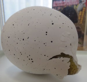 恐竜のたまご