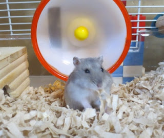 ケージの前でこちらを見ているジャンガリアンハムスターの写真