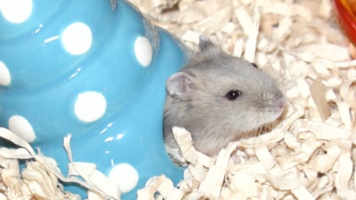 hamster