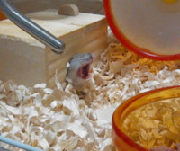 hamster