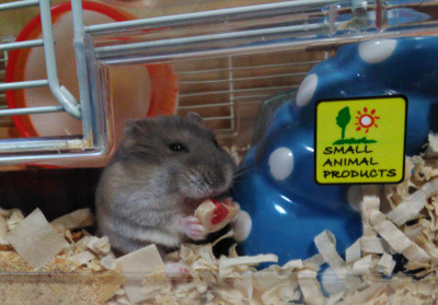 heart-hamster