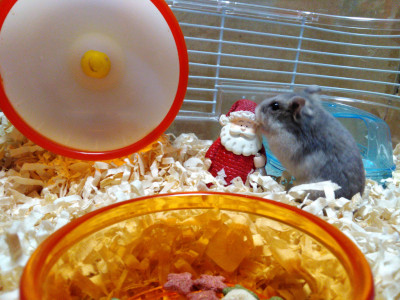 santa-hamster